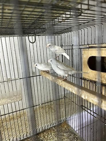 Digər heyvanlar: Ağ benqallar. Azərbaycanda az olan quşlardır. 1 cütü 50 azn. 8 cüt var — 4