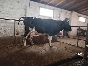 Pişiklər: Salam gördüyünüz bu iney 3 çi balanı dogmaqina 28 gün qalib 25 litir — 7