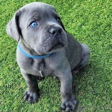 qafqaz coban itləri: Kane-Korso, 1 ay, Erkek — 4