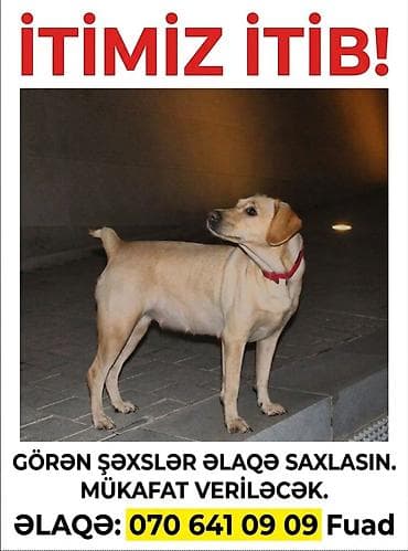 İtlər: Labrador-retriver, 6 il, Dişi — 1