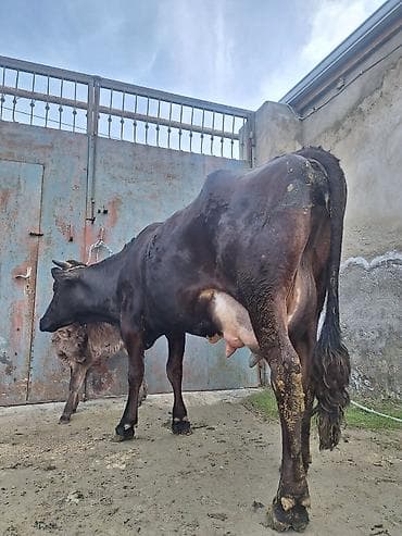 Собаки: 20 litir süd verir 2 qarına düyədi 10 gündü doğub balası dişdi — 3