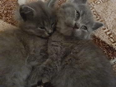 sirin pisik sekilleri: Britan, Dişi, Yaxşı əllərə, Ödənişli çatdırılma — 4