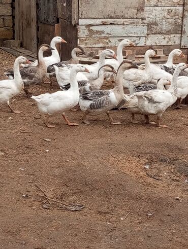 bmw 3 серия 328i at: Erkək, Damazlıq — 4