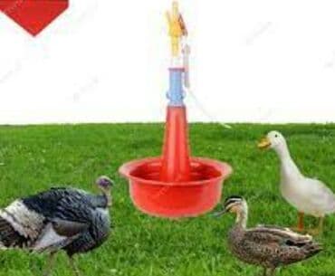 Yem qabı, Su üçün, Quşlar üçün, Ünvandan götürmə, Pulsuz çatdırılma, Ödənişli çatdırılma