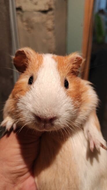 морские свинки купить: Xanyak. Morskaya svinka. Dəniz donuzu satılır. Erkəkdi.Qəhvəyi və ağ — 1