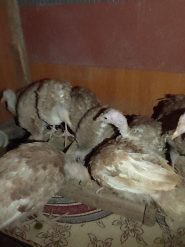 Heyvanlar üçün mallar: Salam Allah hamının malına bərəkət 9 dənə təmiz qan arginal brobon — 1