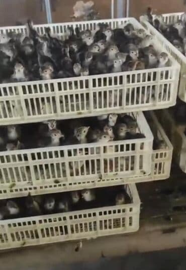 cücə: Hinduşka cücələri, Damazlıq, Pulsuz çatdırılma — 1