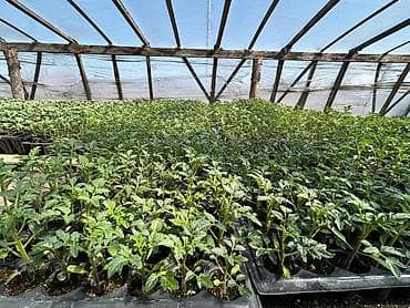 Çöl bitkiləri: Məhsul: Fidan və tinglər (istixana yetişdirilməsi) Təsvir: - Peşəkar — 6