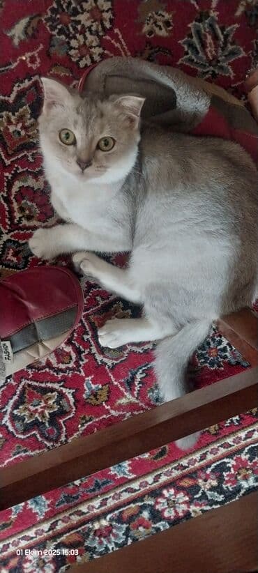 вислоухие коты серые: Шотладская вислоухая — 2