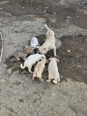 it şəkilləri: Zvanok, çubuş – qarışıq rənglərdə (krem, ağ, boz). Yeməyə — 1