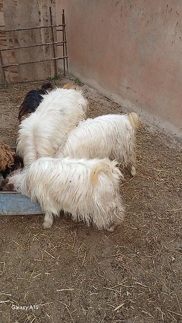 heleb keçisi: 14 eded keci satilir.4 erkek 10 disi.disiler hamsi tekesini — 4