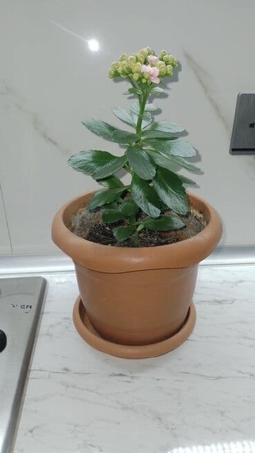 dibcey: Keyfiyətli torpag ve dibcəydə hazırlanıb — 2