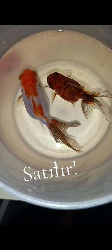 akvarium gəncə: Oranda. 11 sm. 10 azn. 8 sm. 8 azn. WhatsApp YAZIN!!!!!!!!! — 2