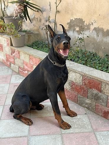 İtlər: Doberman, 3 il, Erkek, Cütləşmə üçün — 1