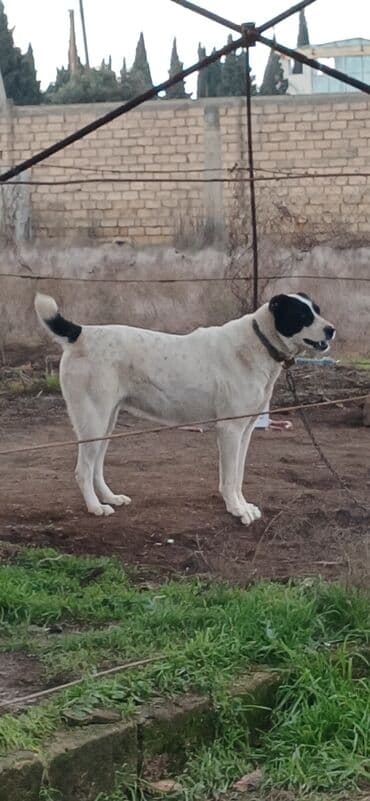 pitbull itləri: Alabay, 1 il, Dişi, Peyvəndli, Ödənişli çatdırılma — 1