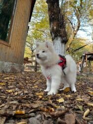 i̇t satisi: Akita-inu, Erkek, Ödənişli çatdırılma — 1