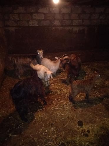 Keçilər, çəpişlər: Dişi, il: 3, 35 kq, Damazlıq — 1