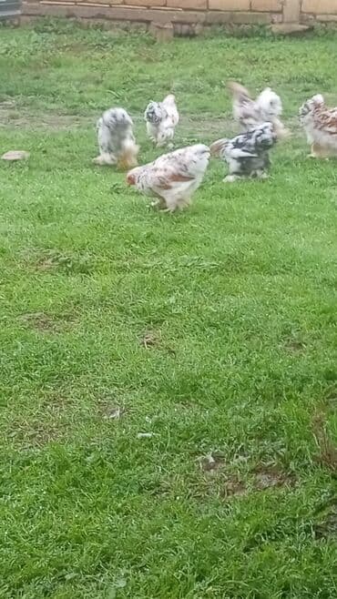 cuce ucun yem qablari: Toyuq cücələri, Damazlıq, Ödənişli çatdırılma — 5