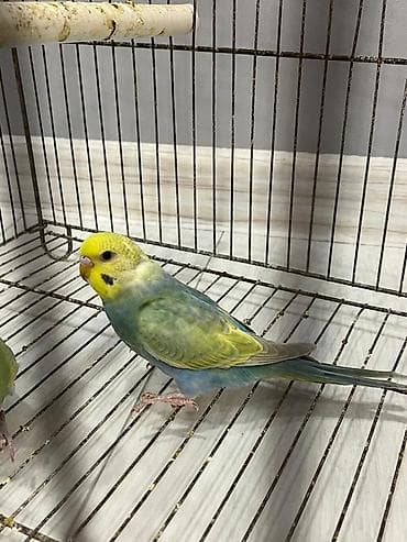 Rainbow disi balalar qiymet birine aiddir
Unvan Fatmayi kendi