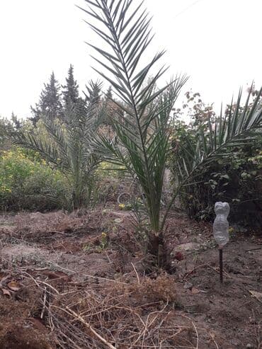 ağaç satış: İran xurma ağacı trcili satılır deye ucuz vrrirem.3 əd qalıb — 3