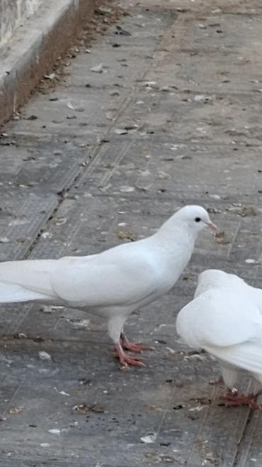 göyərçin şəkli: Məhsul: Fərqli rəng və naxışlarda ev göyərçinləri (kolleksiya və uçuş — 3