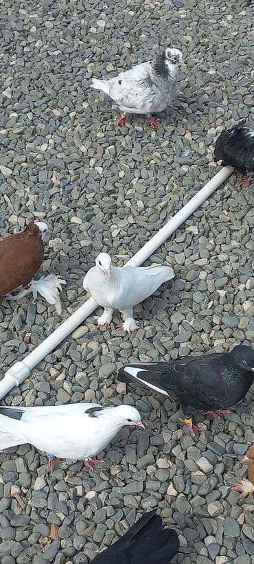 göyercin yuvası: Məhsul: Qüvvətli uçuş və baxımlı görünüşə malik ev göyərçinləri — 11