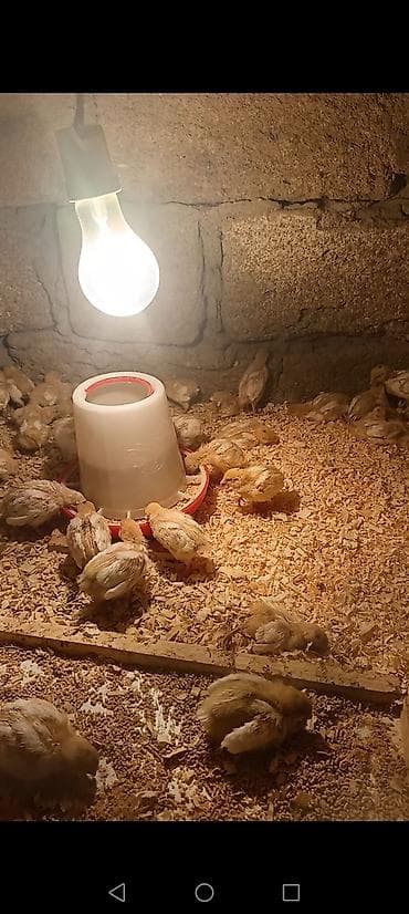 Toyuq cücələri, Ətlik