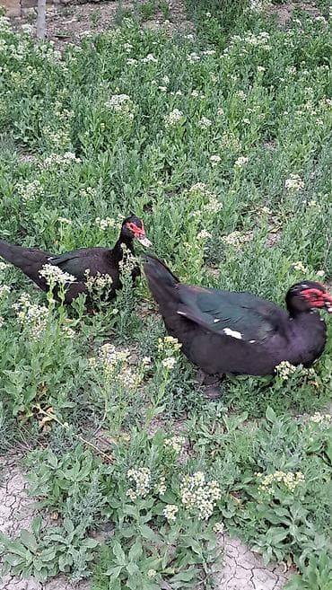 bala tutuquşu: Erkək, Damazlıq, Pulsuz çatdırılma — 6