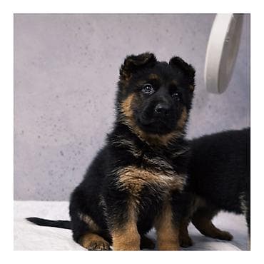 ag itler: Alman çoban iti — 1