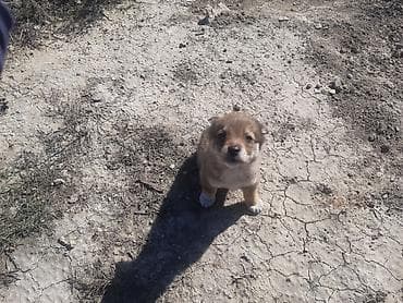 Птицы: Звонок, С прививками — 2