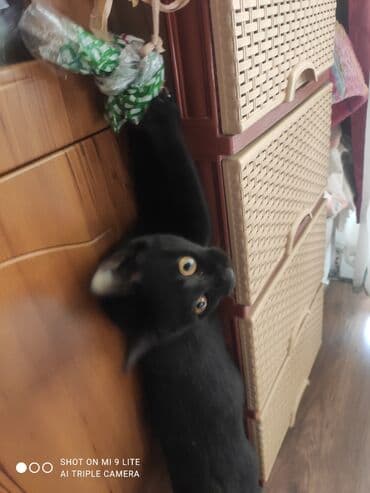 ağdaş yem fabriki: Yaxşı əllərə — 11