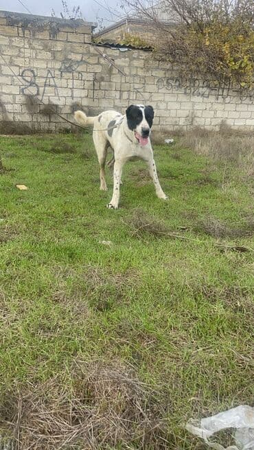 qafqaz çoban iti: Alabay, 2 il, Erkek — 3