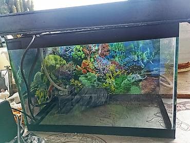 Akvaryum dəsti - Şüşə akvaryum: düz kənarlı, şəffaf lalafo.az -da — 1 Akvaryum dəsti - Şüşə akvaryum: düz kənarlı, şəffaf — 1