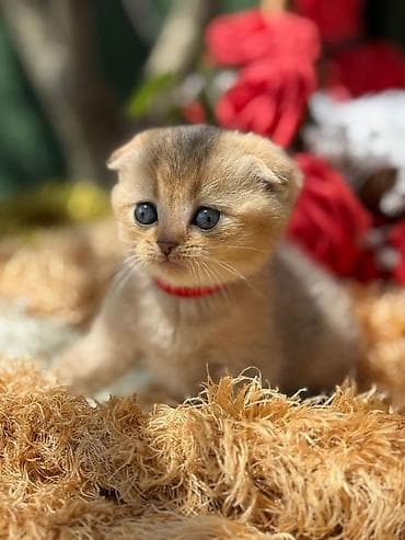 pisiylər: Şotland — 6