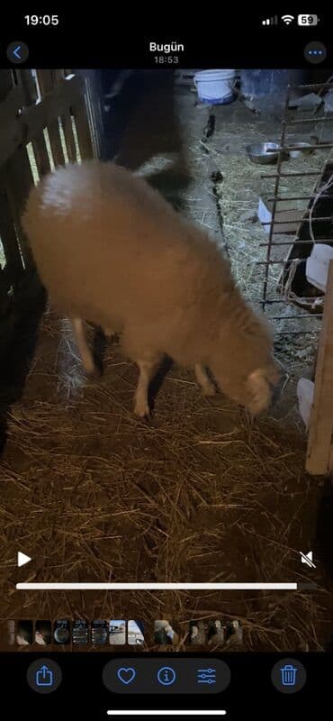 Gəmiricilər: Saglam heyvandır Dişi quzudur Pula ehtiyac olduğu ucun satılır Diri — 2