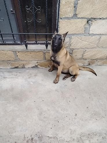 belcika afcarkası: Belçika Malinua (Belgian Malinois) – gözətçi/iş iti - Cins: Belçika — 5