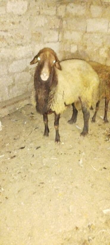 cins ineklerin qiymeti: Temiz qala cinsi sürüye yarayan erkeydi sürü heyvanidi qiymet 730 — 4