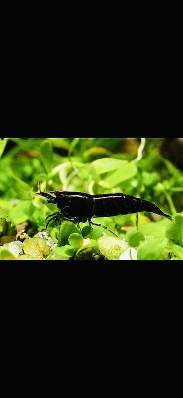Аквариумные аксессуары и принадлежности: Akvaryum üçün dekorativ krivetqa – rəngli Neocaridina növləri. 10 — 4