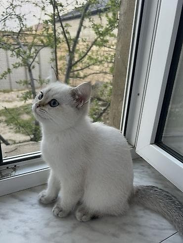 pişik baytarı: Şinşilla — 3