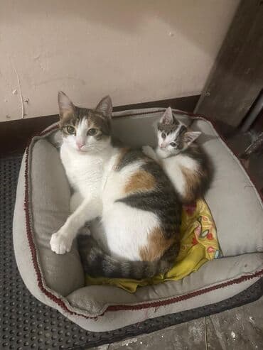 wotland pişiyi: Dişi, Yaxşı əllərə — 1