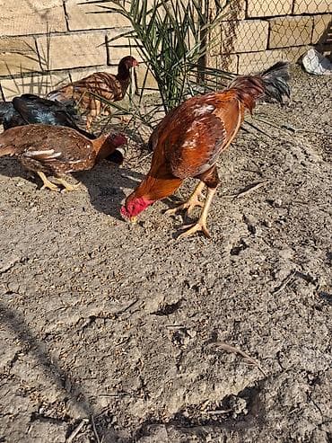 Aseel tipli xoruz - Cins: Aseel (uzunboyun, güclü ayaqlar, yığcam