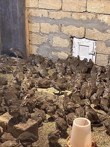 Xınalı kəklik cücələri tam sağlam 3 aylıq çıxışlarımız başladı tələsin lalafo.az -da Xınalı kəklik cücələri tam sağlam 3 aylıq çıxışlarımız başladı tələsin