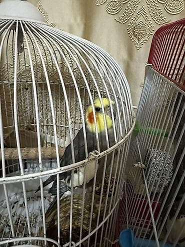 AşkmCici kuş deyir kim isdəsə videosun ata bilərəm Başa qonur çox