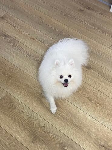 şpitz itlər: Şpitz, 6 ay, Erkek, Peyvəndli, Ünvandan götürmə — 1