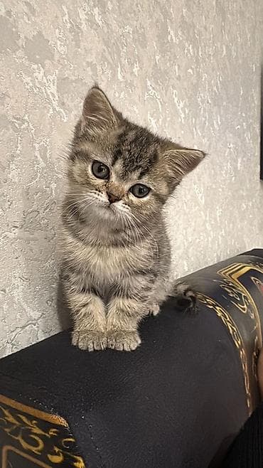 Britan, Yaxşı əllərə