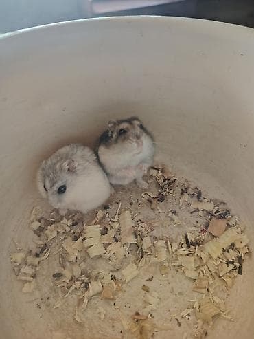 balaca ag itler: Djungar (cırtdan) hamsterləri – 2 ədəd - Rənglər: açıq boz-ağ — 1