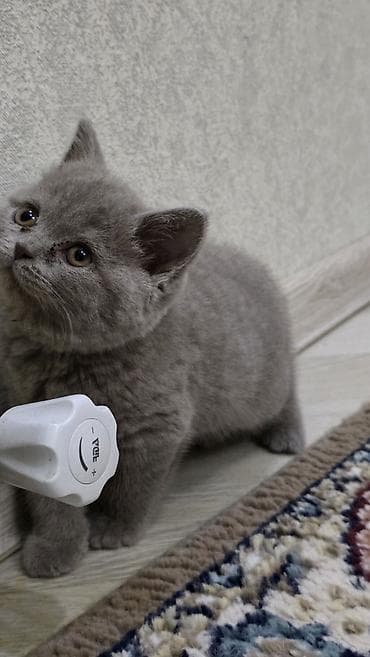 bala haski: Britan — 2