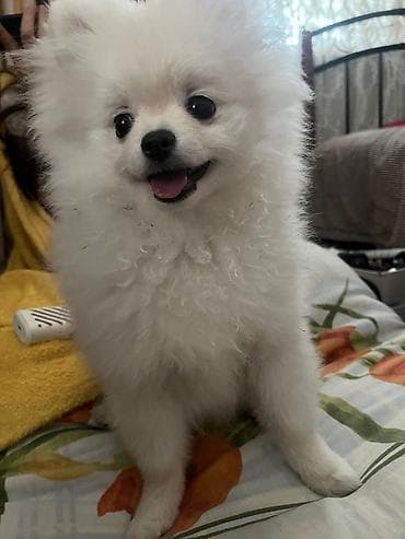 Heyvanlar üçün mallar: Şpitz — 1