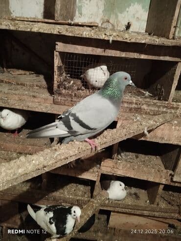 Digər heyvanlar: Tutulmadır.cavandir.erkək mayaliği bildirmir.Rəngi açiq göydü.12-13 — 3