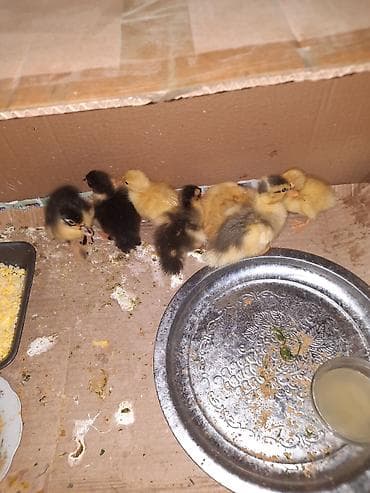 keci seki: Məhsul: Ördək balaları Təsvir: - Şəkillərdə müxtəlif rəngli (sarı — 4